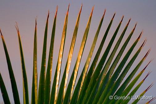 Palm Frond_33218.jpg - Photographed along the Gulf coast near Port Lavaca, Texas, USA.